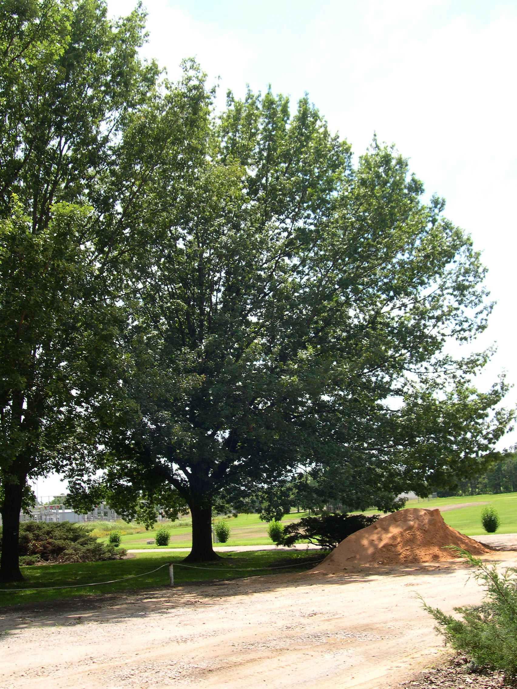 Shumard Oak